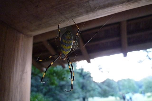 Jorogumo Rikugien Female 